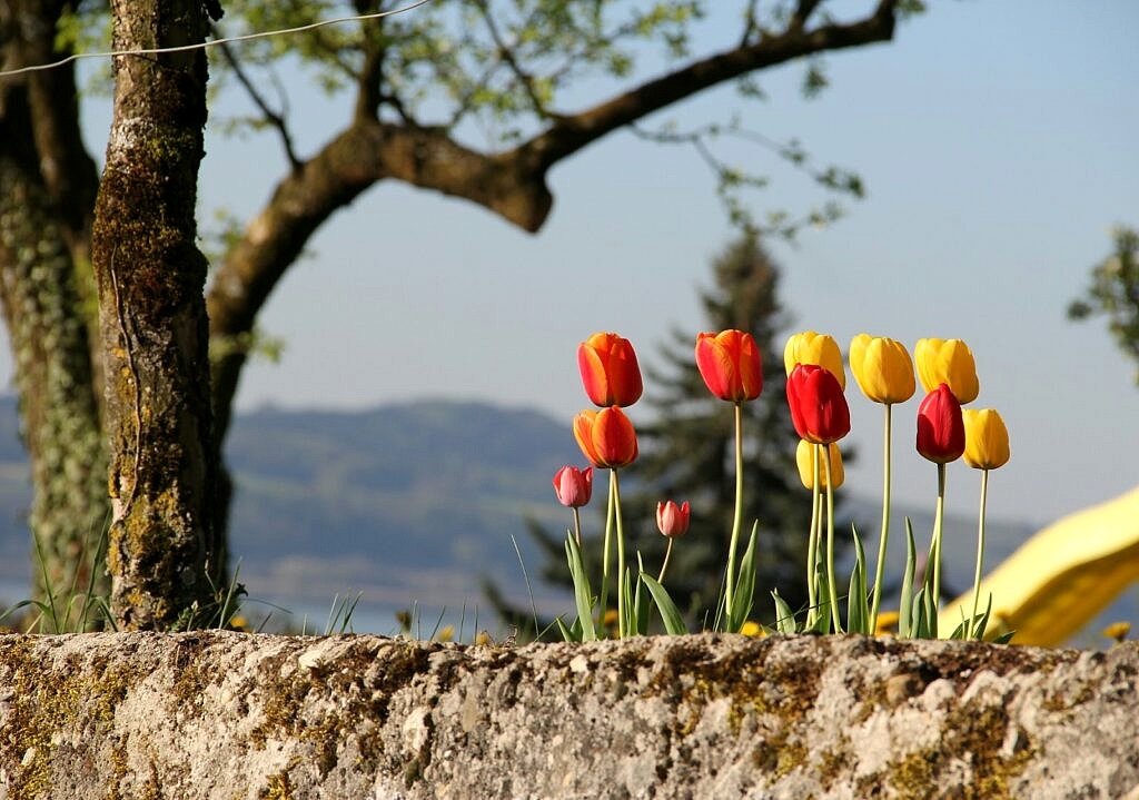 Gemeinde Corcelles-près-Concise: Die Verbindungen sind massiv schneller